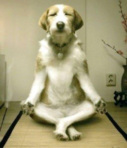 Yoga Dog