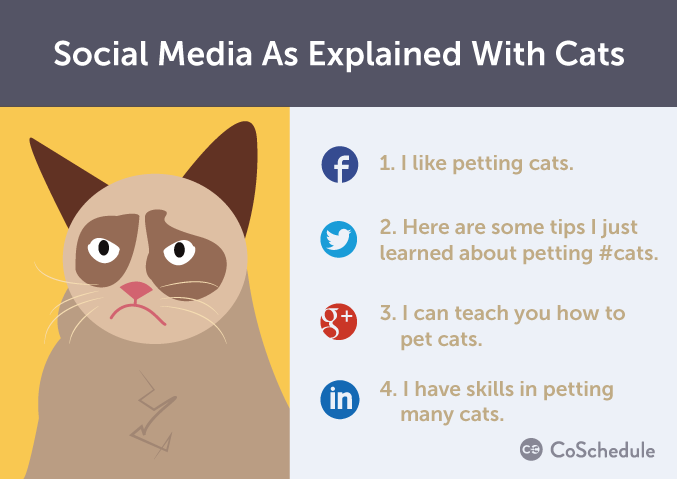 social media and cats