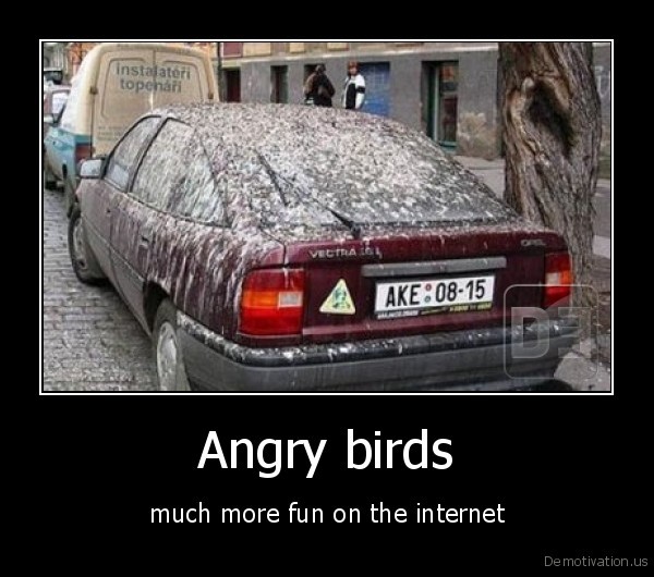 Real life angry birds lol