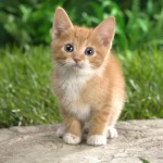 Happy Kittens HD Wallpapers